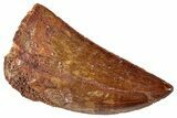 Serrated, Carcharodontosaurus Tooth - Real Dinosaur Tooth #267755-1
